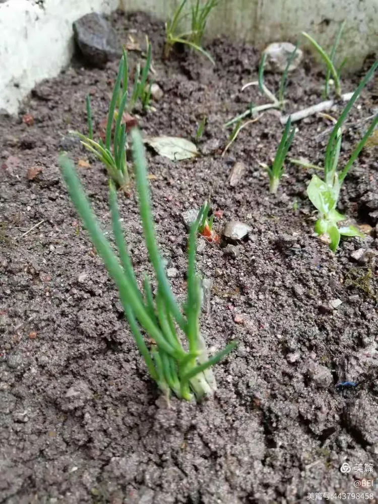 葱的生长过程（植物有生命）